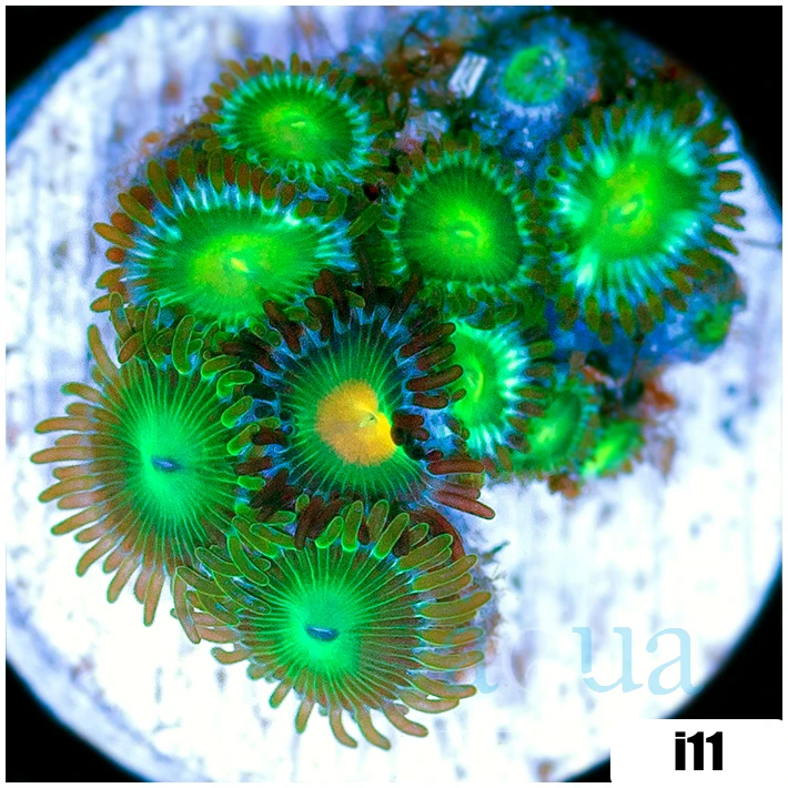 Dragon Eyes Zoanthids