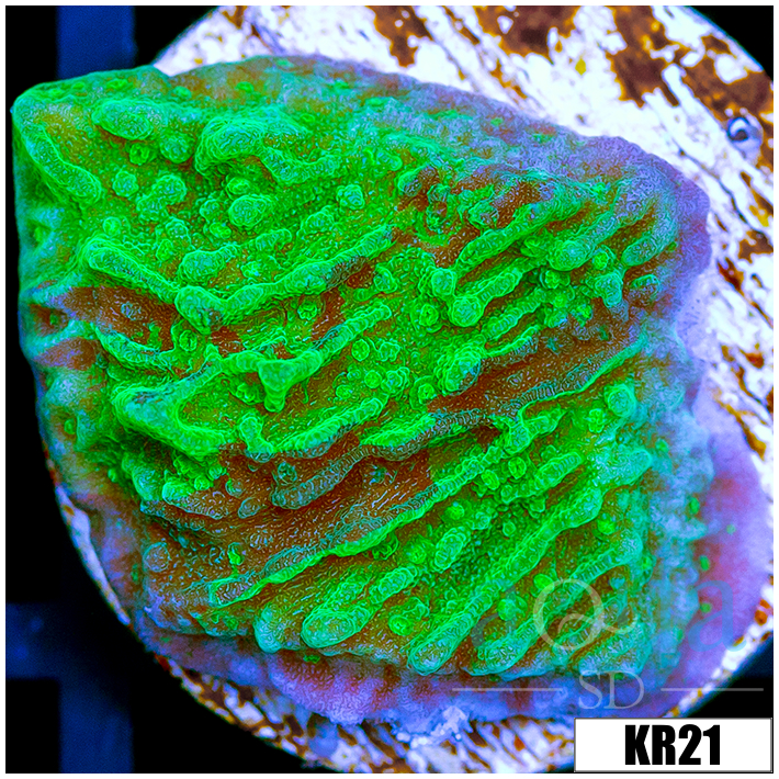 JF Cold Fusion Montipora