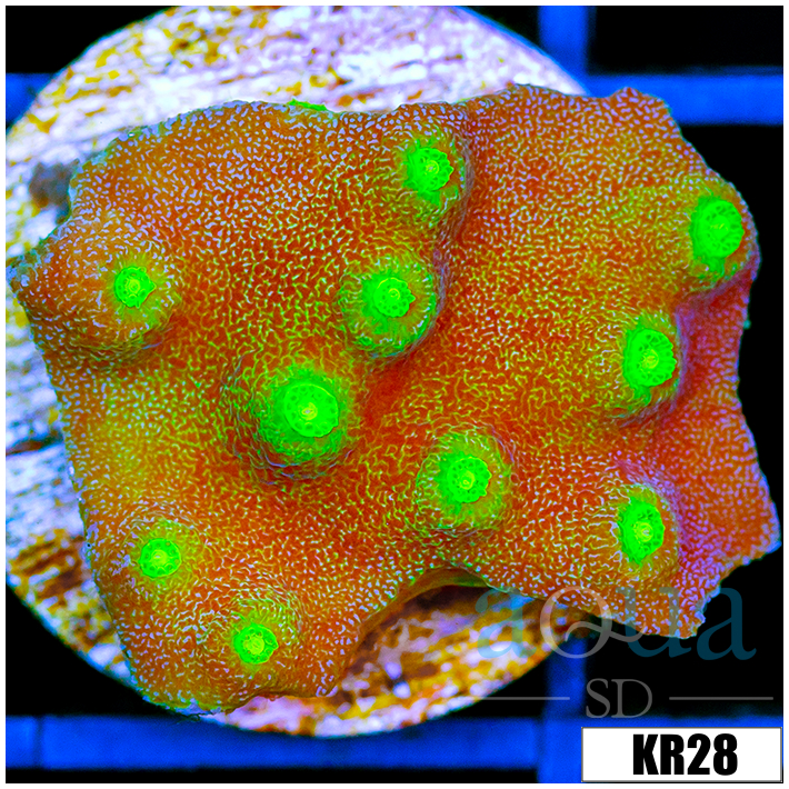 Nuclear Spots Scroll Coral