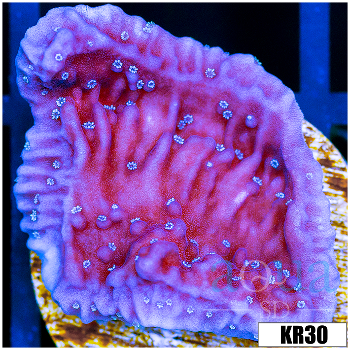 Purple Haze Montipora