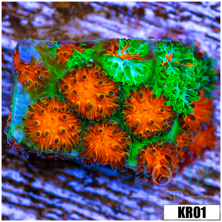 ASD Grafted Cyphastrea