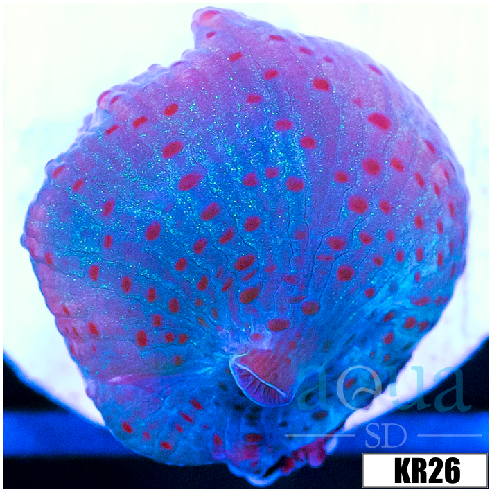 Spotted Discosoma Mushroom
