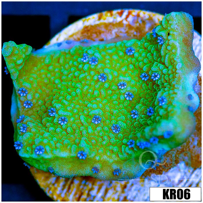 Blueberry Fields Montipora