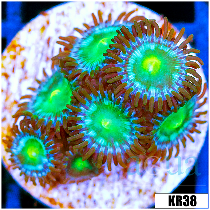Dragon Eyes Zoanthids