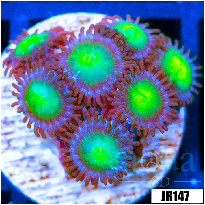 Dragon Eyes Zoanthids