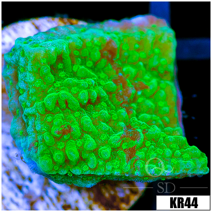 JF Cold Fusion Montipora