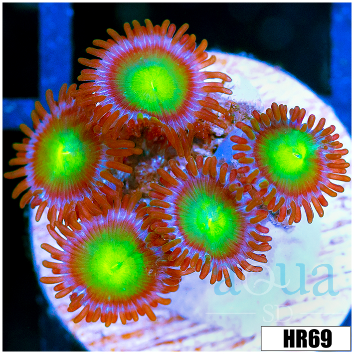 Dragon Eyes Zoanthids