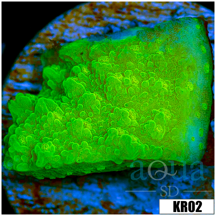 Nuclear Montipora