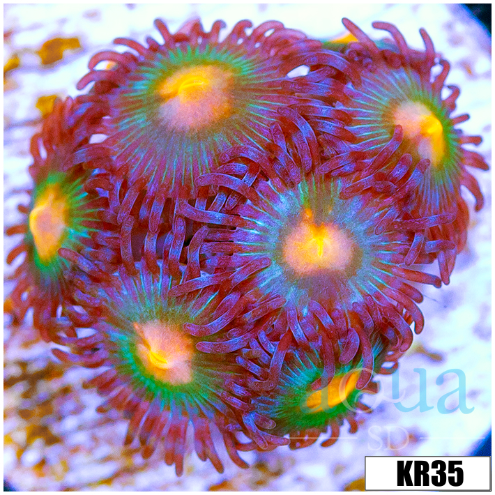 Gator Eyes Zoanthids