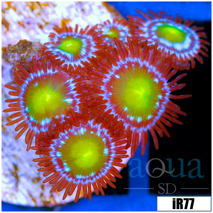 Dragon Eyes Zoanthids