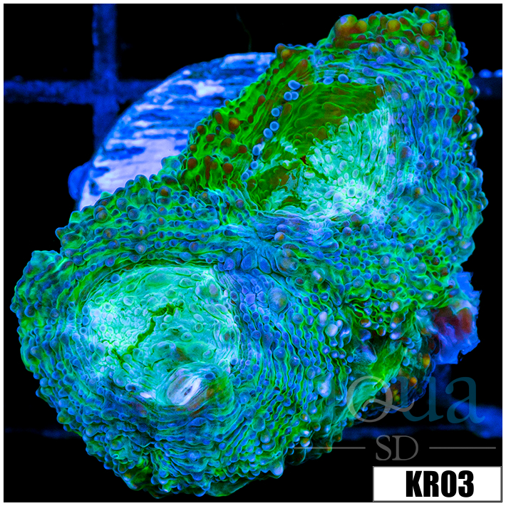 ASD Peacock Acan Enchinata