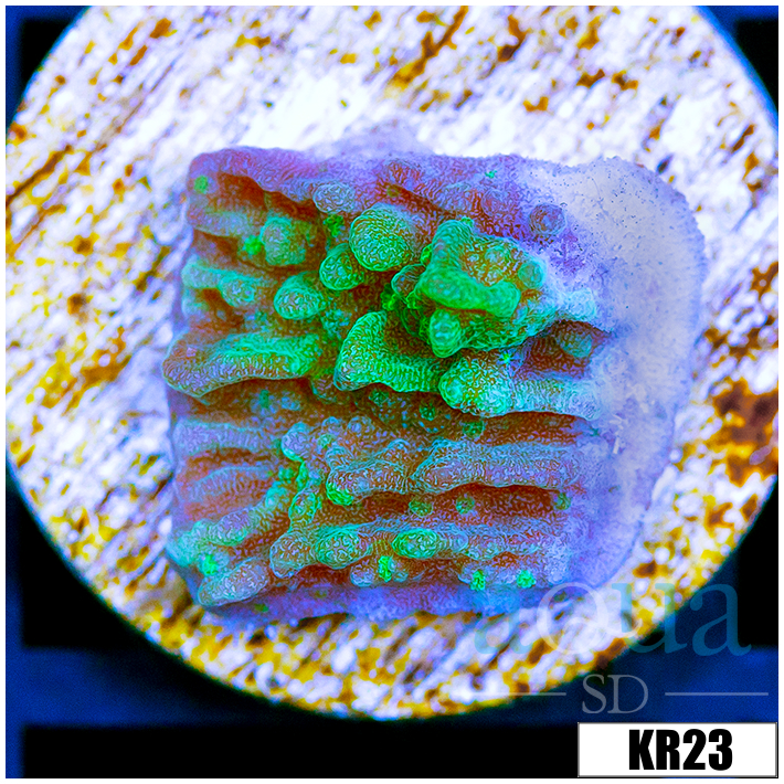 JF Cold Fusion Montipora