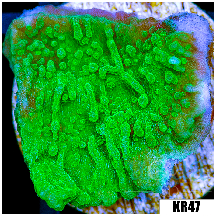 Nuclear Montipora