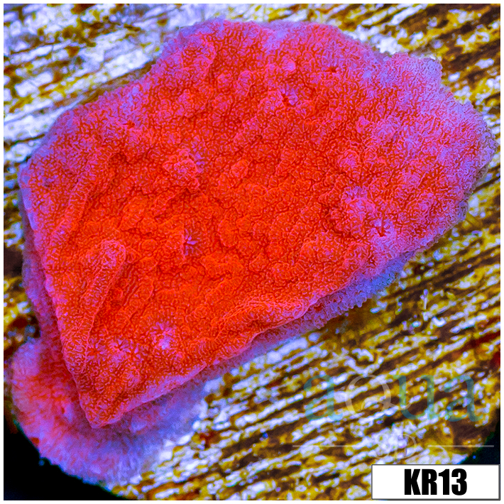 Orange Plating Montipora