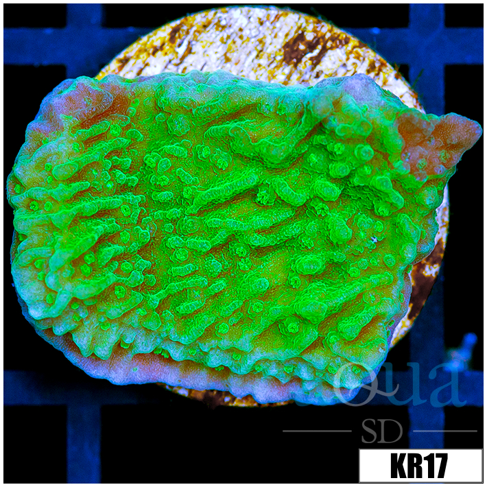 JF Cold Fusion Montipora