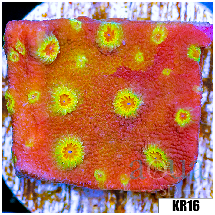 Golden Cyphastrea