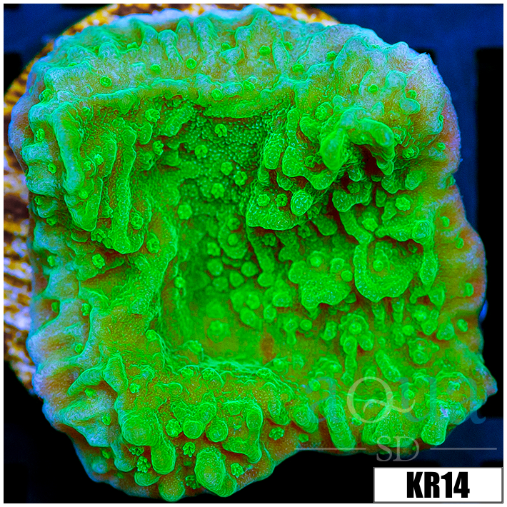 Nuclear Montipora