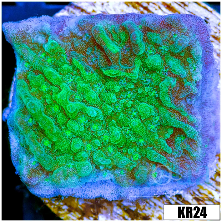 JF Cold Fusion Montipora