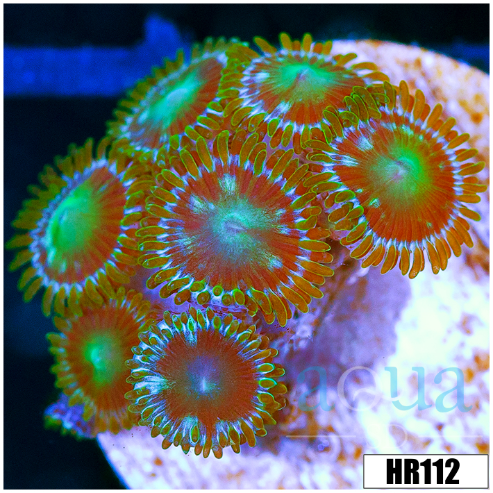 Dragon Eyes Zoanthids