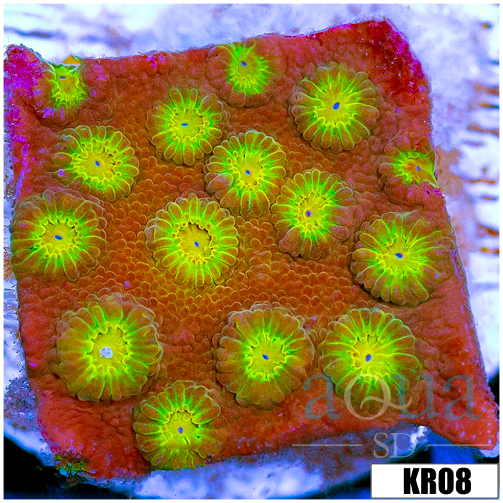 Golden Cyphastrea