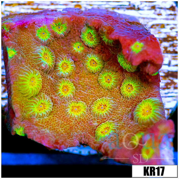 Golden Cyphastrea