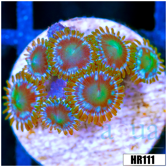 Dragon Eyes Zoanthids