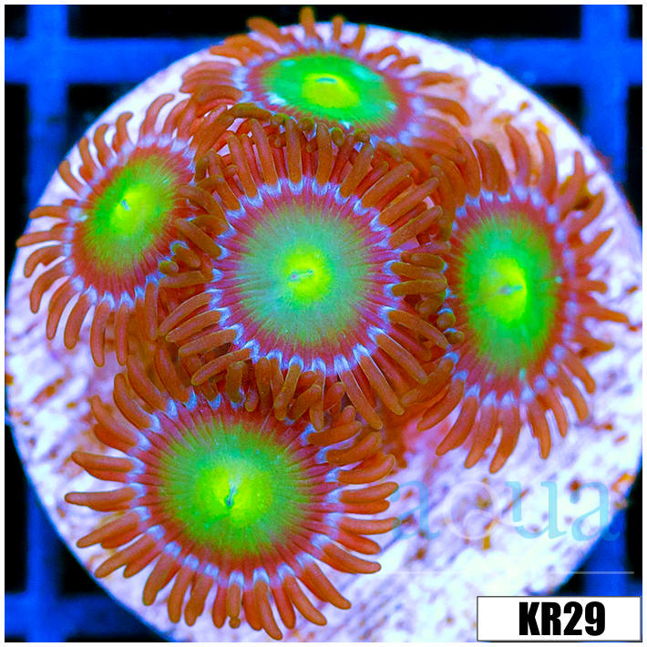 Dragon Eyes Zoanthids