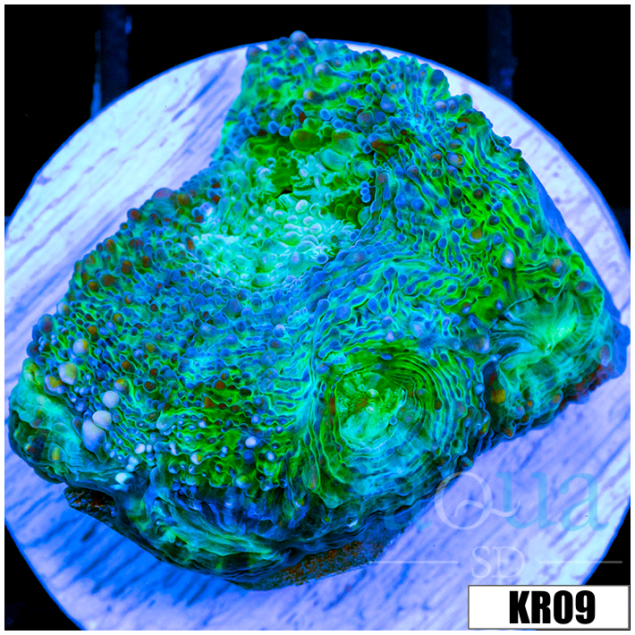 ASD Peacock Acan Enchinata