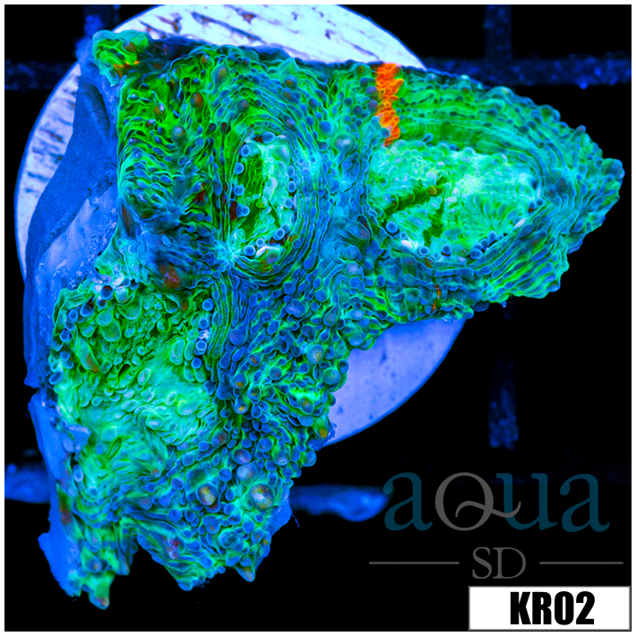 ASD Peacock Acan Enchinata