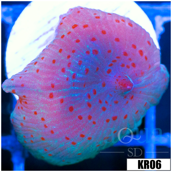Spotted Discosoma Mushroom