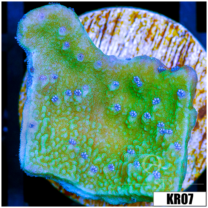 Blueberry Fields Montipora