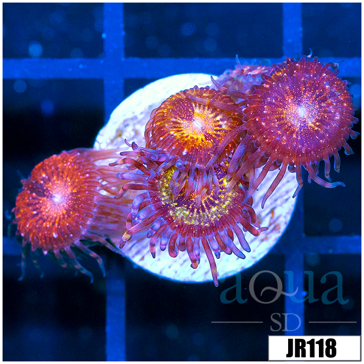 ASD Pandora Zoanthids