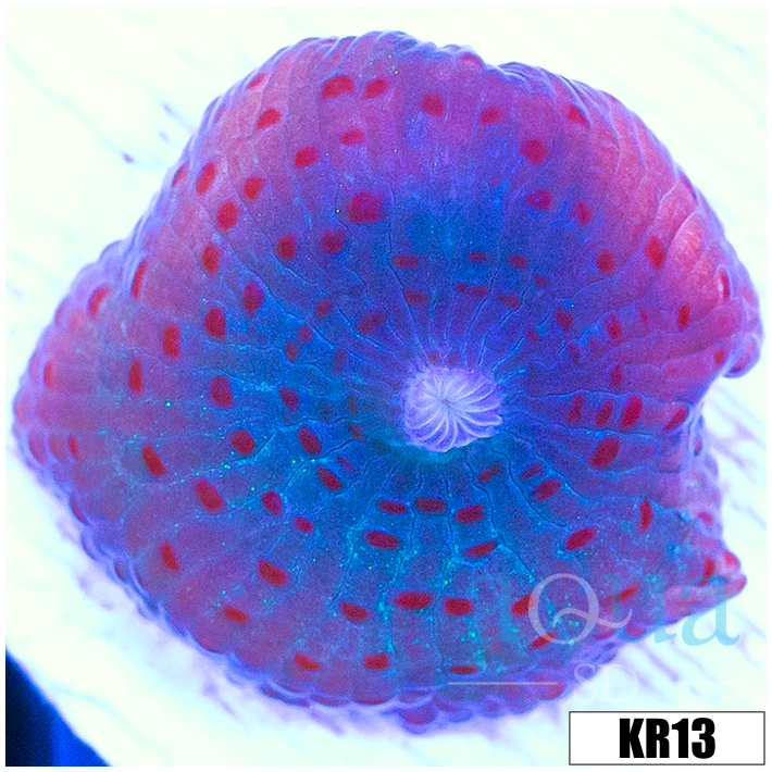 Spotted Discosoma Mushroom