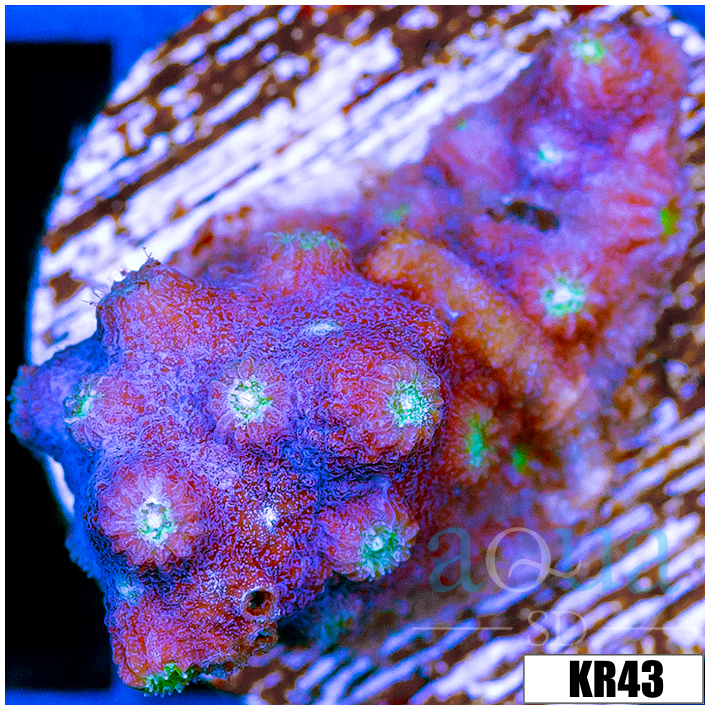 Branching Starry Cyphastrea