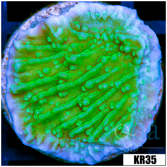 Nuclear Montipora