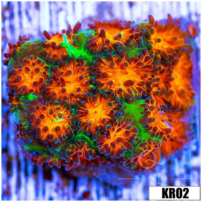 ASD Grafted Cyphastrea