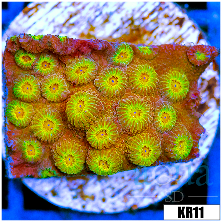 Golden Cyphastrea