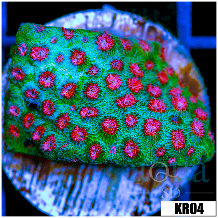 Watermelon Gushers Cyphastrea