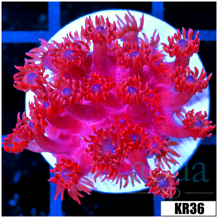 ASD Red Goniopora