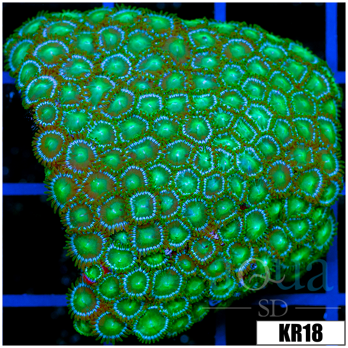 Dragon Eyes Zoanthids Colony