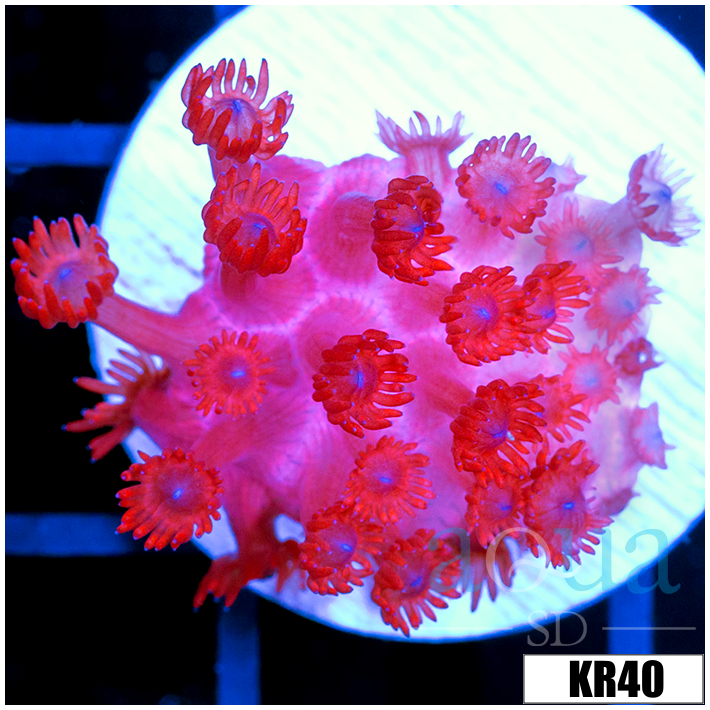 ASD Red Goniopora