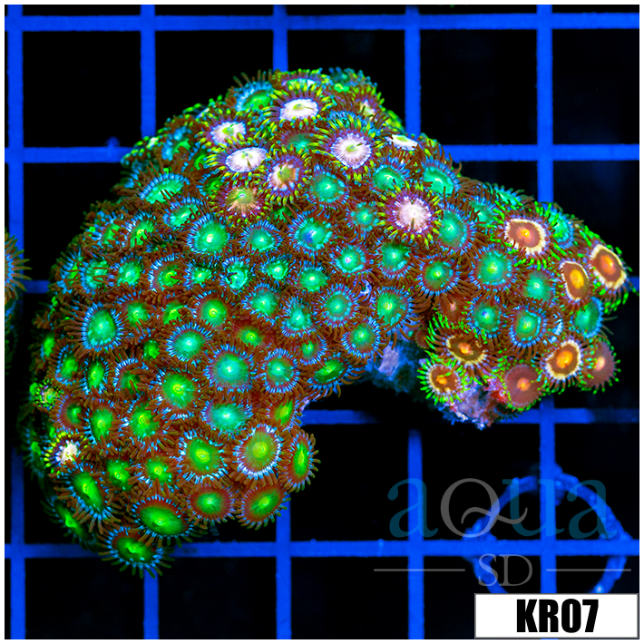 Combo Zoanthids Colony