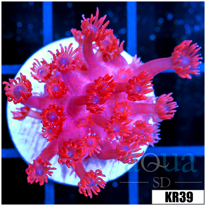 ASD Red Goniopora