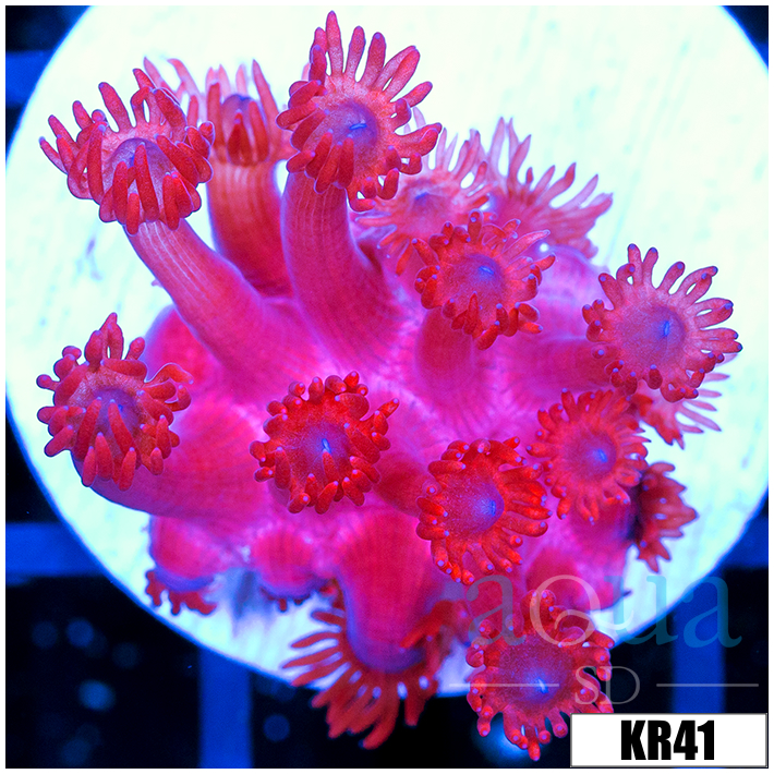 ASD Red Goniopora