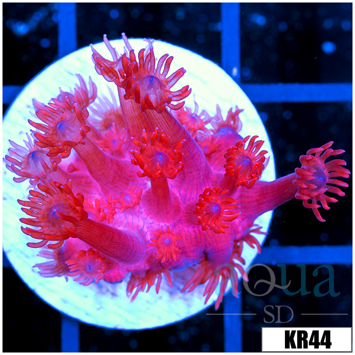 ASD Red Goniopora