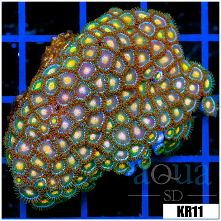 Gator Eyes Zoanthids Colony
