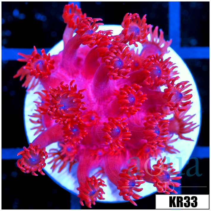 ASD Red Goniopora