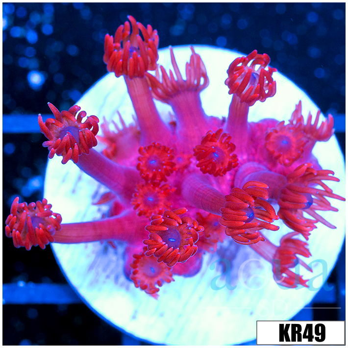 ASD Red Goniopora