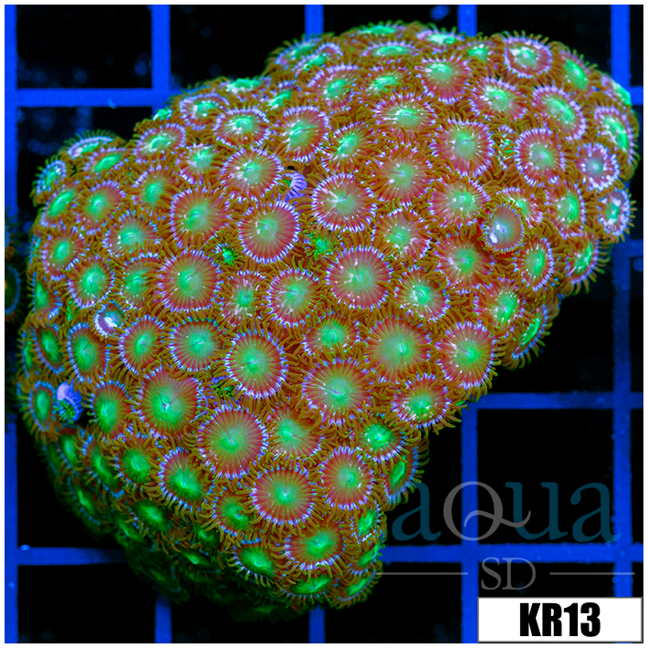 Dragon Eyes Zoanthids Colony