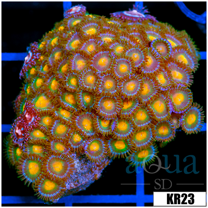 Gator Eyes Zoanthids Colony